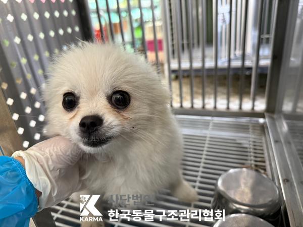 포메라니안 이미지 파일 입니다.